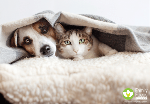 Pets as Companion Animals in Family Law: Key Amendments